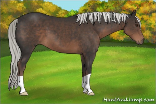 Horse Color:Liver Chestnut Mushroom 