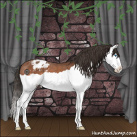Horse Color:Bay Splash Appaloosa 