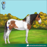 Horse Color:Bay Splash Tobiano Frame Rabicano 
