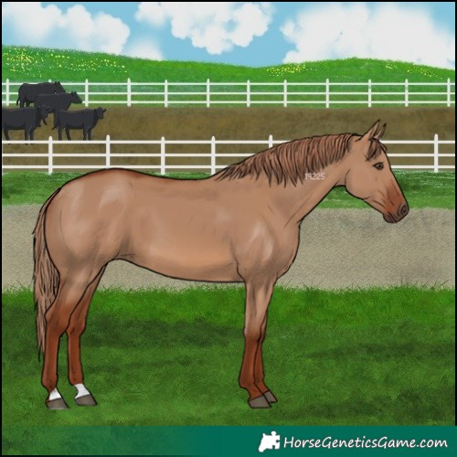 Horse Color:Red Dun 