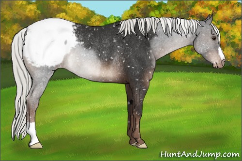 Horse Color:Liver Chestnut Mushroom Snowcap Rabicano