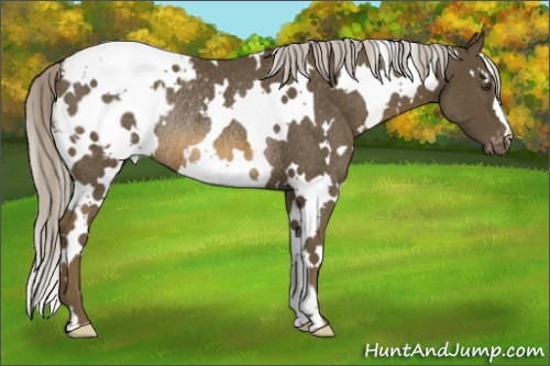 Horse Color:White Spotted Chocolate Palomino Mushroom Appaloosa Rabicano 