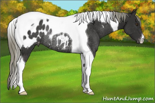Horse Color:Liver Chestnut Mushroom Tobiano Appaloosa Rabicano 