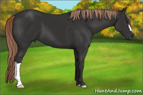 Horse Color:Liver Chestnut 