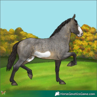 Horse Color:Buckskin Roan Sabino Frame 
