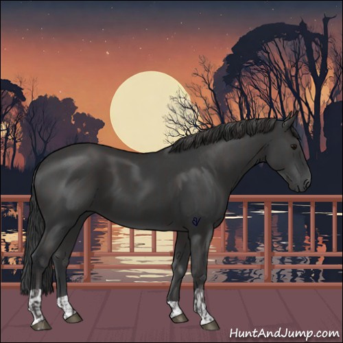Horse Color:Smoky Black  and Black 