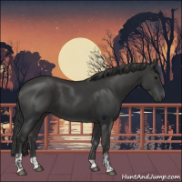 Horse Color:Smoky Black  and Black 