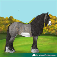 Horse Color:Buckskin Roan Sabino Frame 