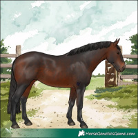 Horse Color:Bay 