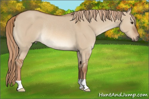 Horse Color:Red Dun Rabicano 