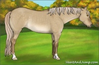 Horse Color:Chocolate Palomino Dun Rabicano