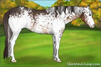Horse Color:White Spotted Liver Chestnut Rabicano 