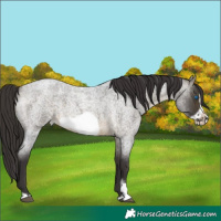Horse Color:Buckskin Roan Sabino Frame 