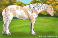 Horse Color:White Spotted Silver Sable Cream Champagne Ice 
