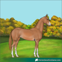 Horse Color:Chestnut 