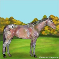 Horse Color:Nacre White Spotted Bay Ice Appaloosa
