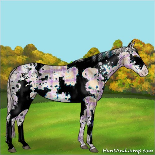 Horse Color:Plaid  White Spotted Silver Brown Ice Dun Appaloosa 