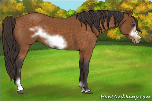 Horse Color:Buckskin Roan Sabino Frame 