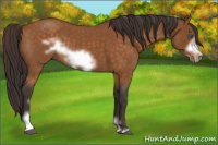 Horse Color:Buckskin Roan Sabino Frame