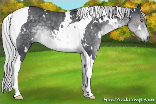 Horse Color:White Spotted Silver Black Chinchilla Tobiano 