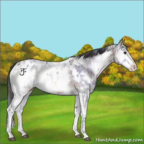 Horse Color:Plaid  White Spotted Brown Ice Onyx Splash Appaloosa Rabicano 