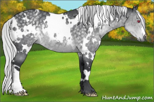 Horse Color:White Spotted Silver Black Chinchilla Rabicano 