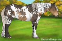 Horse Color:White Spotted Silver Smoky Black Rabicano 
