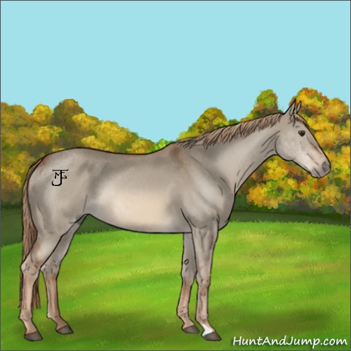 Horse Color:Red Dun Rabicano 