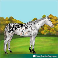 Horse Color:Buckskin Sabino Appaloosa 