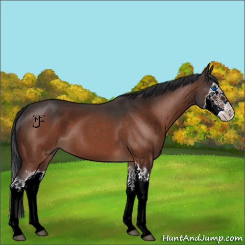 Horse Color:White Spotted Brown Roan Splash 