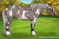 Horse Color:White Spotted Silver Blue Roan Rabicano 