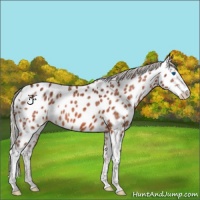Horse Color:Silver Bay Splash Appaloosa Rabicano 