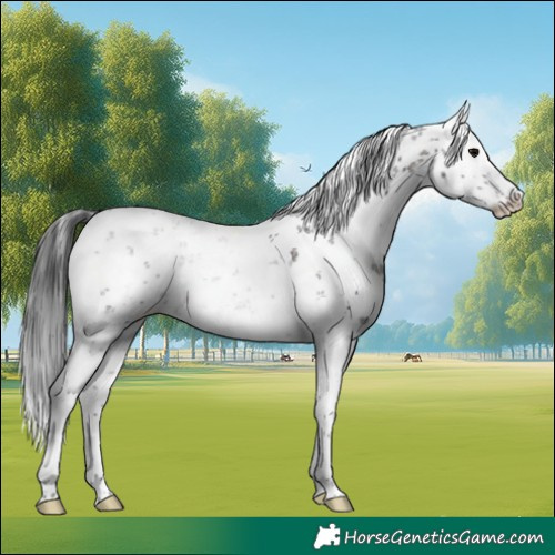 Horse Color:White Spotted Brown Sabino Splash Rabicano