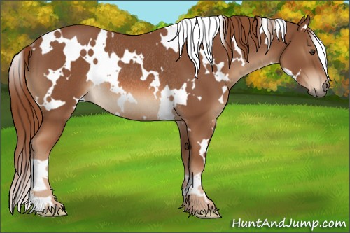Horse Color:White Spotted Chestnut Rabicano 
