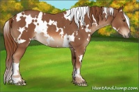 Horse Color:White Spotted Chestnut Rabicano 