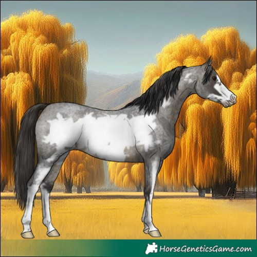 Horse Color:Buckskin Roan Sabino Frame 