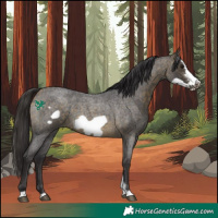 Horse Color:Buckskin Roan Sabino Frame 