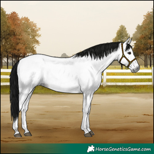 Horse Color:Gray Buckskin Roan Sabino Frame 