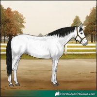 Horse Color:Gray Buckskin Roan Sabino Frame 