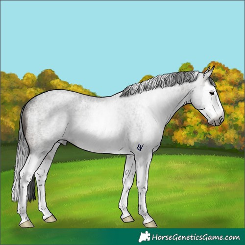 Horse Color:Gray Brown Roan Splash Rabicano 