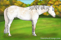 Horse Color:White Spotted Silver Classic Champagne Dun 