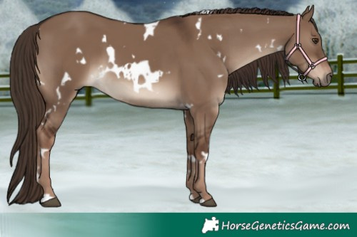 Horse Color:White Spotted Liver Red Dun 