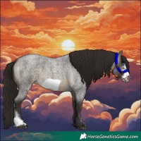 Horse Color:Buckskin Roan Sabino Frame 
