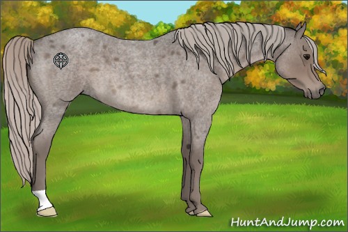 Horse Color:Silver Blue Roan 