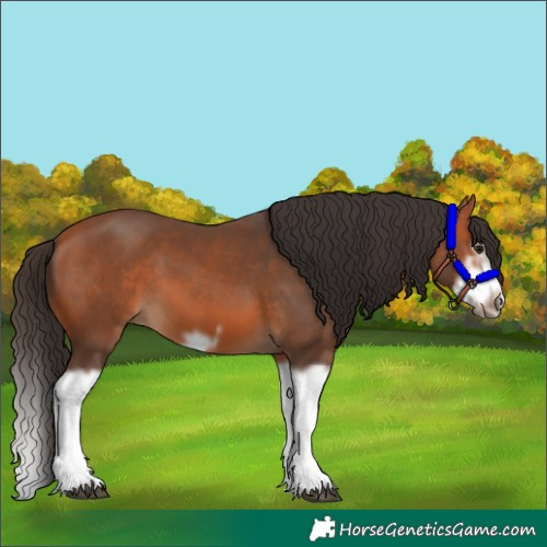 Horse Color:Bay Splash Frame 