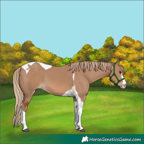 Horse Color:Red Dun Tobiano 