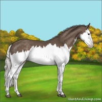 Horse Color:Silver Black Splash 