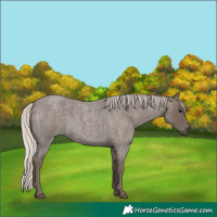 Horse Color:Silver Blue Roan 