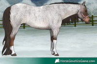 Horse Color:Liver Red Roan Tobiano 