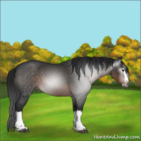 Horse Color:Gray Brown Roan Splash Rabicano 